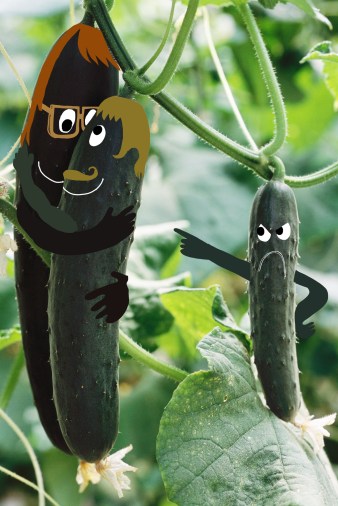 Cucumbers Growing in Garden, Close-Up